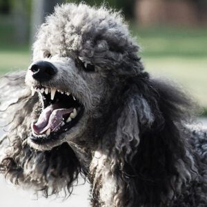 BAD DOG!